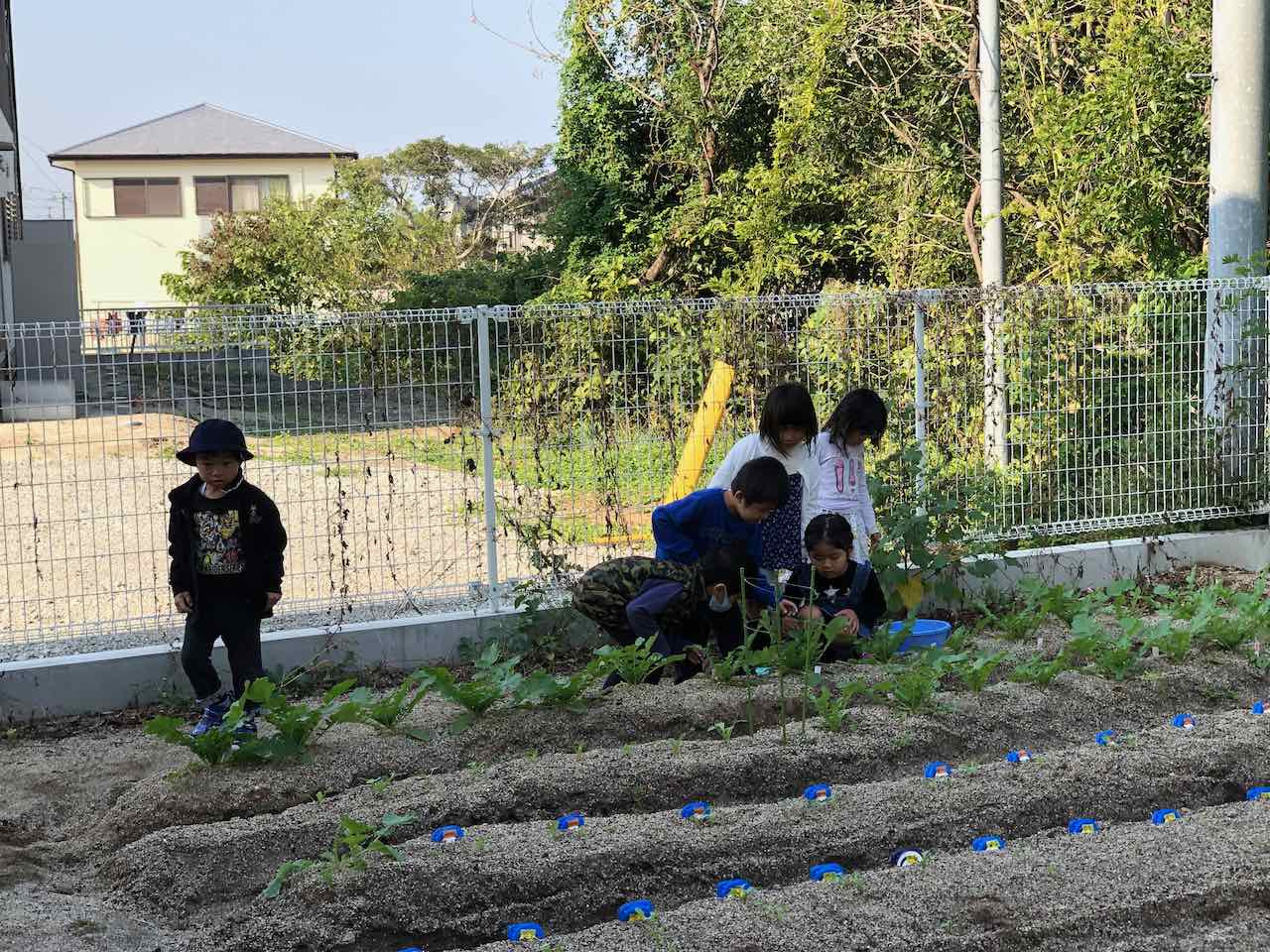 大根の葉 食べられ事件