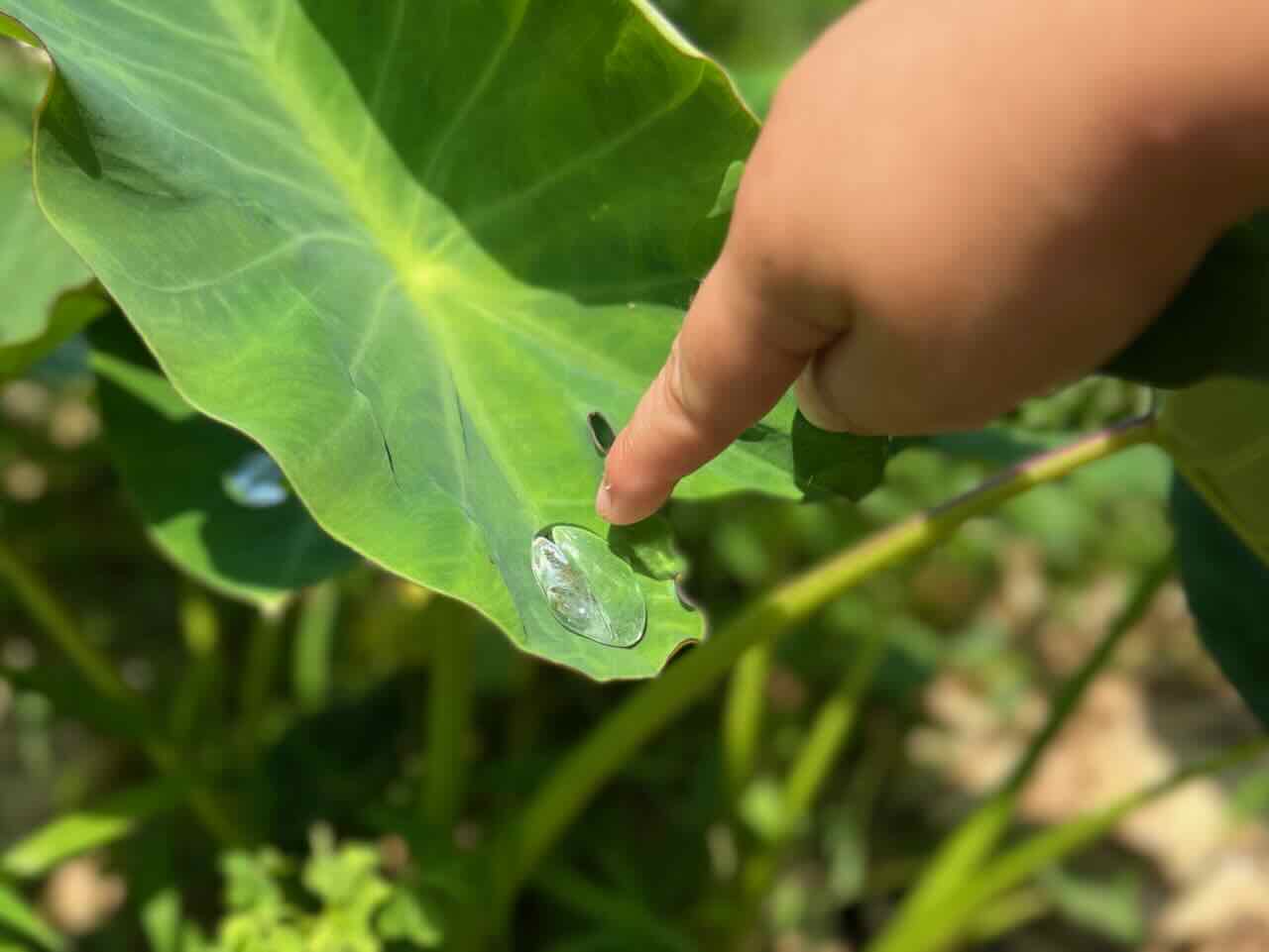 「里芋の葉っぱの撥水効果」