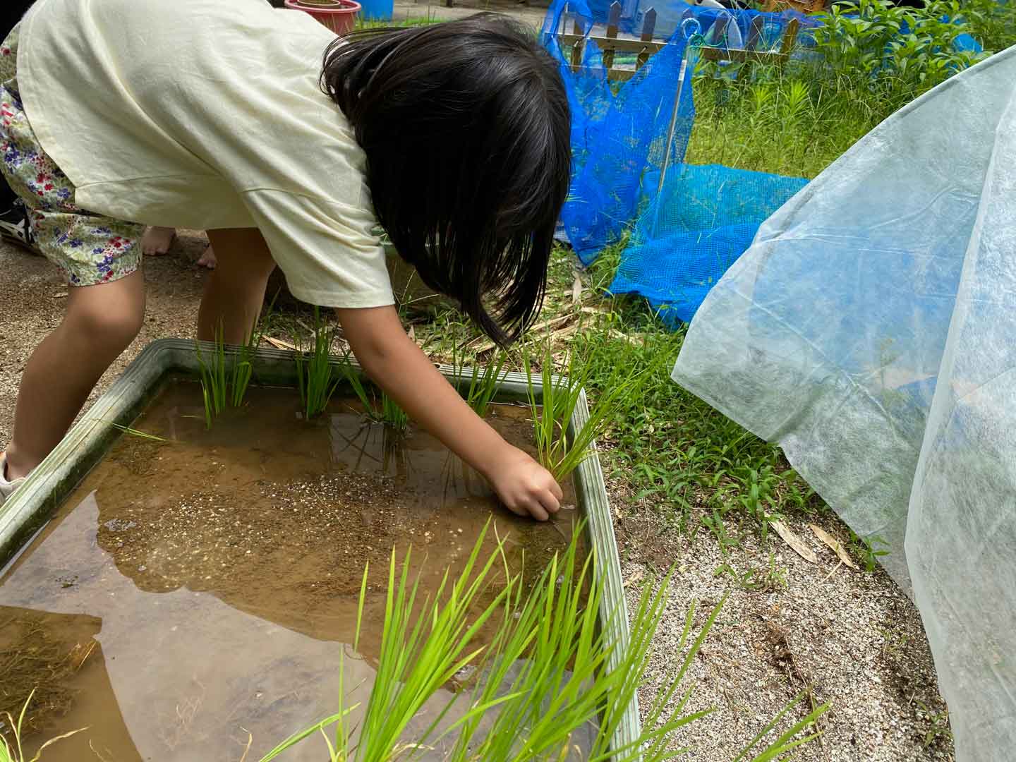 田植え