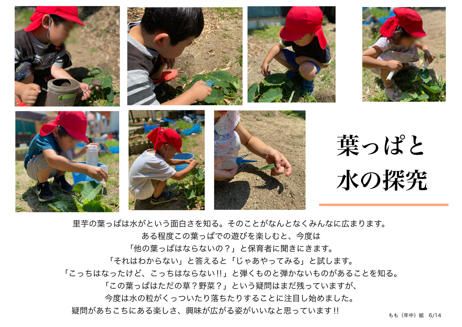 「葉っぱと水の探究」